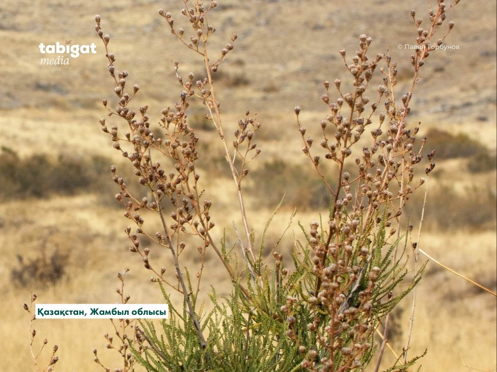 Қынапты жақыннан көрсетіңіз